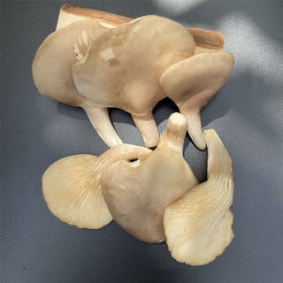 蝦皮生鮮 鮑魚菇 150g±10% 菜霸子嚴選 假日正常送