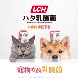【現貨】日本進口LCH寵物乳酸菌貓狗腸胃寵物保健狗狗吃的乳酸菌貓咪乳酸菌