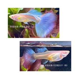 宗信水族-天空藍白子孔雀魚對魚/細顆粒飼料