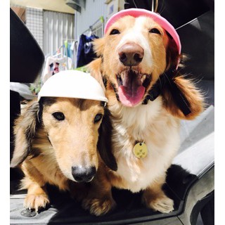 現貨 寵物安全帽 兜風必備 寵物 安全帽 機車 外出 帽子 臘腸狗 寵物配件 寵物帽【CH-05A-50006】 (1)