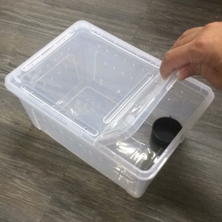 爬蟲箱 爬蟲盒 守宮 毛蛛 烏龜 蜥蜴 整理箱 水盆 含蓋 甲蟲盒 昆蟲 飼育盒