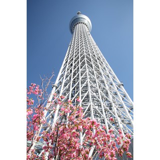 東京晴空塔 展望台 快速通關兌換門票 ( skytree、天空樹 )