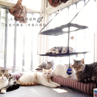 貓咪吊床-美國K&H寵物店專賣吸盤式窗台吊床