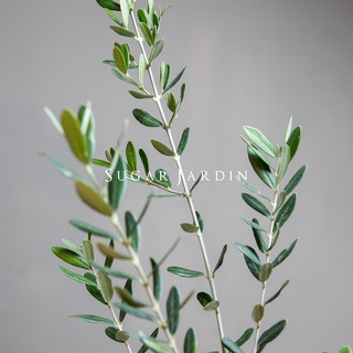 微糖花植間-歐洲油橄欖/ 歐洲香草/Olive tree