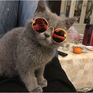 【姆姆】【現貨】超時尚眼鏡 抖音同款寵物眼鏡貓咪墨鏡寵物配飾貓眼鏡
