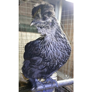 黑鳳雞 (黑絲羽烏骨雞) 受精蛋 受精卵