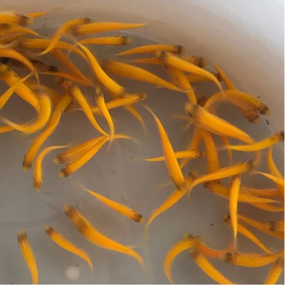 黃金仙子 螢光斑馬魚