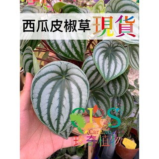 🍃「珍奇植物」🍃🔥限量到貨😍大 小 西瓜皮 椒草 Peperomia 雨林植物 觀葉植物