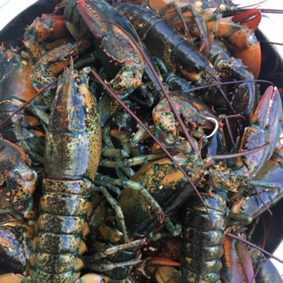 [Seafoods]活波斯頓龍蝦500-600克(收到保證活）台北、台中、台南、高雄、除夕、初二可以送達