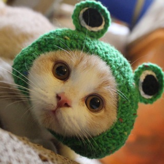《安妮寵物》😽貓咪🐶狗狗專用頭套🌈貓咪造型帽子 手工編織帽