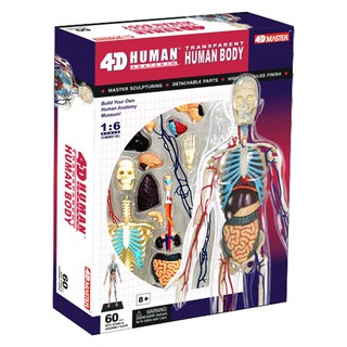 4D MASTER 益智拼裝玩具 1:6全身透明人 半身人體 內臟器官解剖模型 醫學教學模型