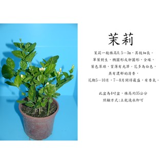 心栽花坊-茉莉花/茉莉/5吋/觀花植物/綠籬植物/香花植物/售價120特價100