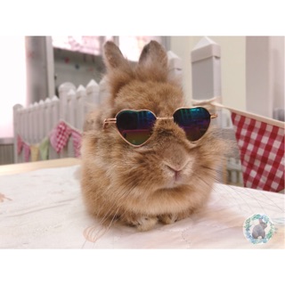 寵物墨鏡眼鏡 兔兔&天天😎 附眼鏡盒