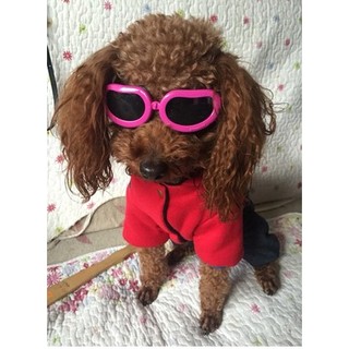迷你.小型中型犬小狗專用狗眼鏡寵物墨鏡太陽鏡防護鏡 寵物飾品 帥氣必備（預購）