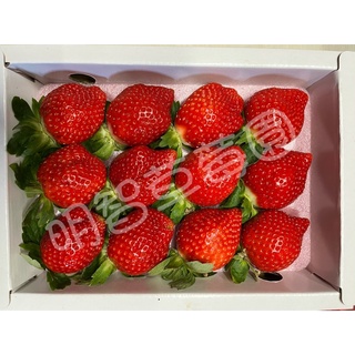 降價嘍🤩明智草莓園🍓大湖草莓🍓無毒栽種新鮮草莓