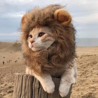 超質感 寵物獅子頭套 獅子帽 貓咪 狗狗 寵物帽 有耳朵款 寵物變身頭套 獅子小耳朵帽 魔鬼沾穿脫方