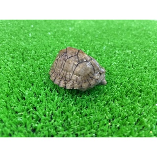 現貨！屋頂龜 麝香龜 寵物龜 水龜 澤龜 烏龜 蛋龜