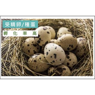 鵪鶉鳥 種蛋 受精卵 鵪鶉幼鳥 鳥蛋 孵化 受精 最少60顆