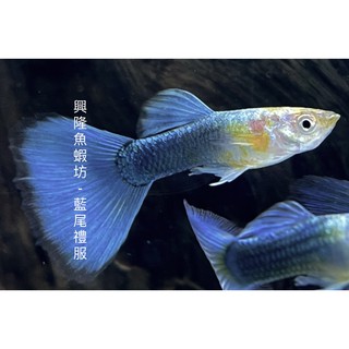 興隆魚蝦坊~藍尾禮服 / 孔雀魚 / 高級活餌飼料