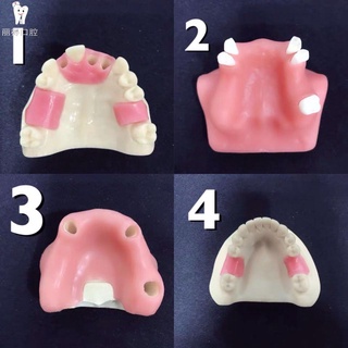 麗得口腔 口腔備牙牙科材料種植實操練習上頜竇提升下頜骨軟牙齦根管排齦C