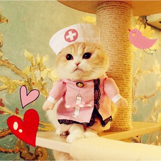 貓咪變裝 貓咪衣服 貓咪護士 護士裝 護士服 貓咪衣著 寵物衣服 貓奴 貓奴必買 喵星人 情人節 寵物衣 貓