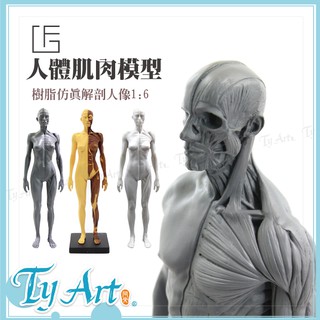 ●同央美術網購 f&g繪畫用 人體解剖模型 1:6 樹脂仿真 男模型 皮膚+肌肉 醫療教學用 男女 模型